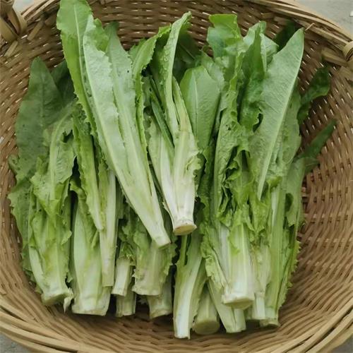 高山蔬菜|油麦菜|1斤|次日配送