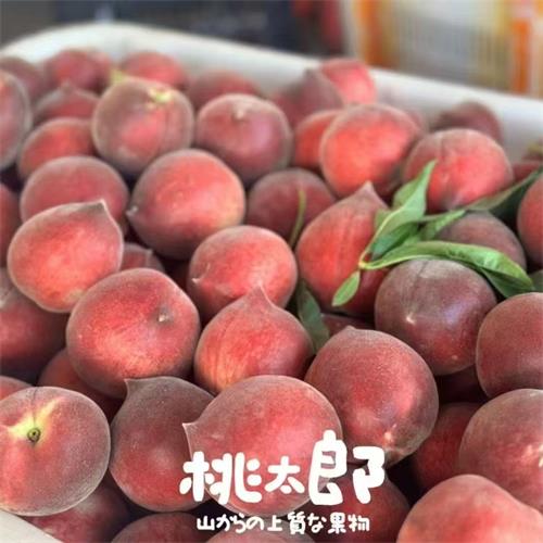 云南|桃太郎蜜桃|净重约3斤，17个左右|1箱|次日配送