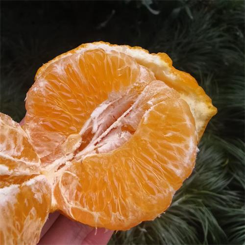 四川|青藤社春见（简装）|8斤|次日配送