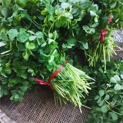 高山蔬菜|草籽/草头|纯野生，不打药|0.6斤|次日配送