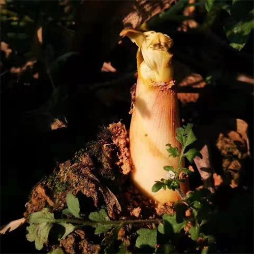 东白湖|象牙白笋（小笋）|偏差2两以内|2斤|次日配送