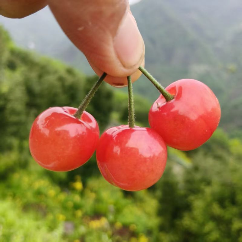 精选|短柄小樱桃|高山基地，树上熟，当天现采|2斤|次日配送