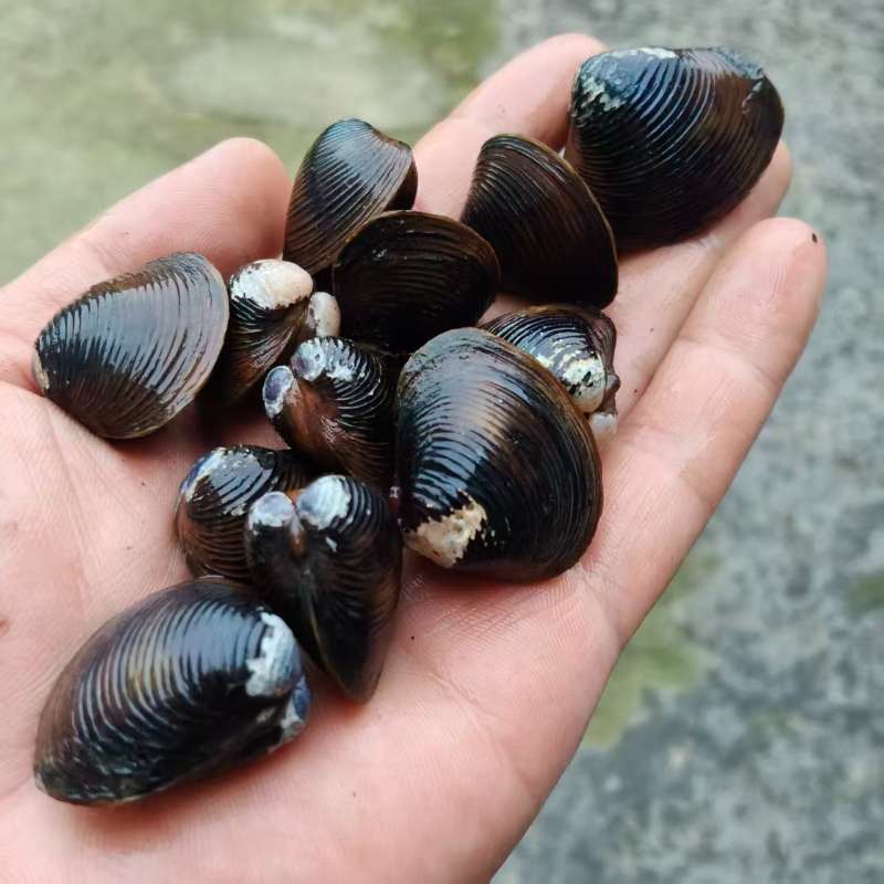 诸暨|野生黄蚬|已吐沙，可直接烹饪|1斤|次日配送