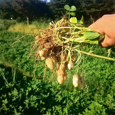 高山蔬菜|嫩花生|1斤|次日配送