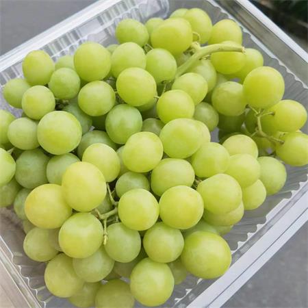 澳大利亚|空运秋天脆青提|2斤|次日配送