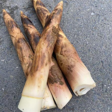 精选|特级春笋|1.3斤|次日配送