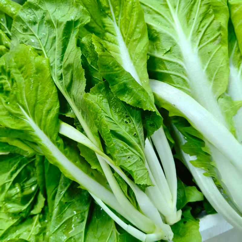 高山蔬菜|毛毛菜|1斤|次日配送